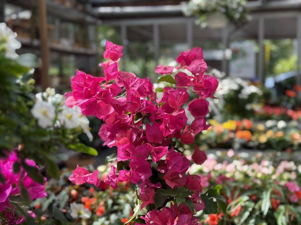 Bougainvillea