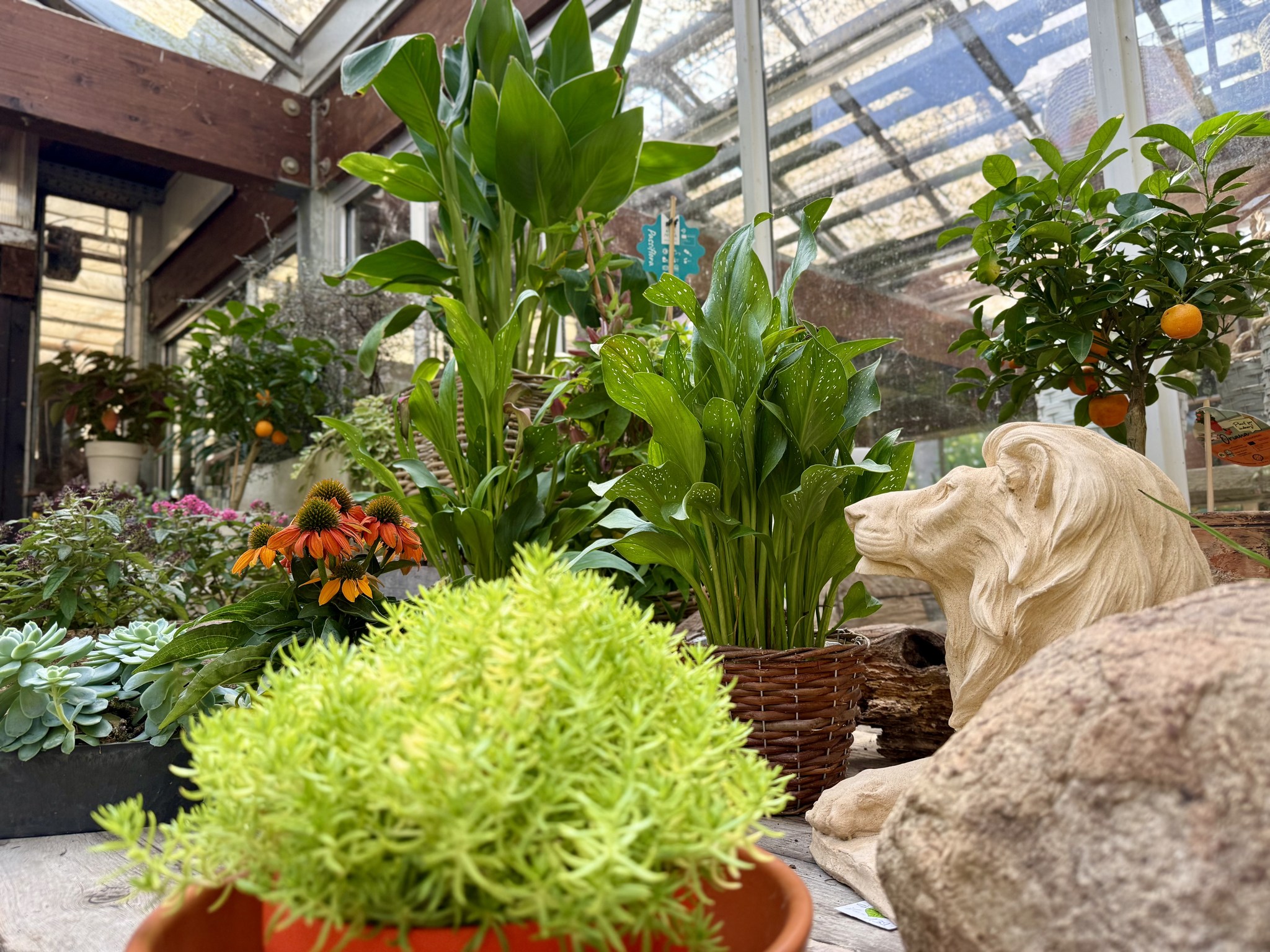 Sedum, Sonnenhut, Zierklementinenbaum, Aspidistra und Löwenkopf