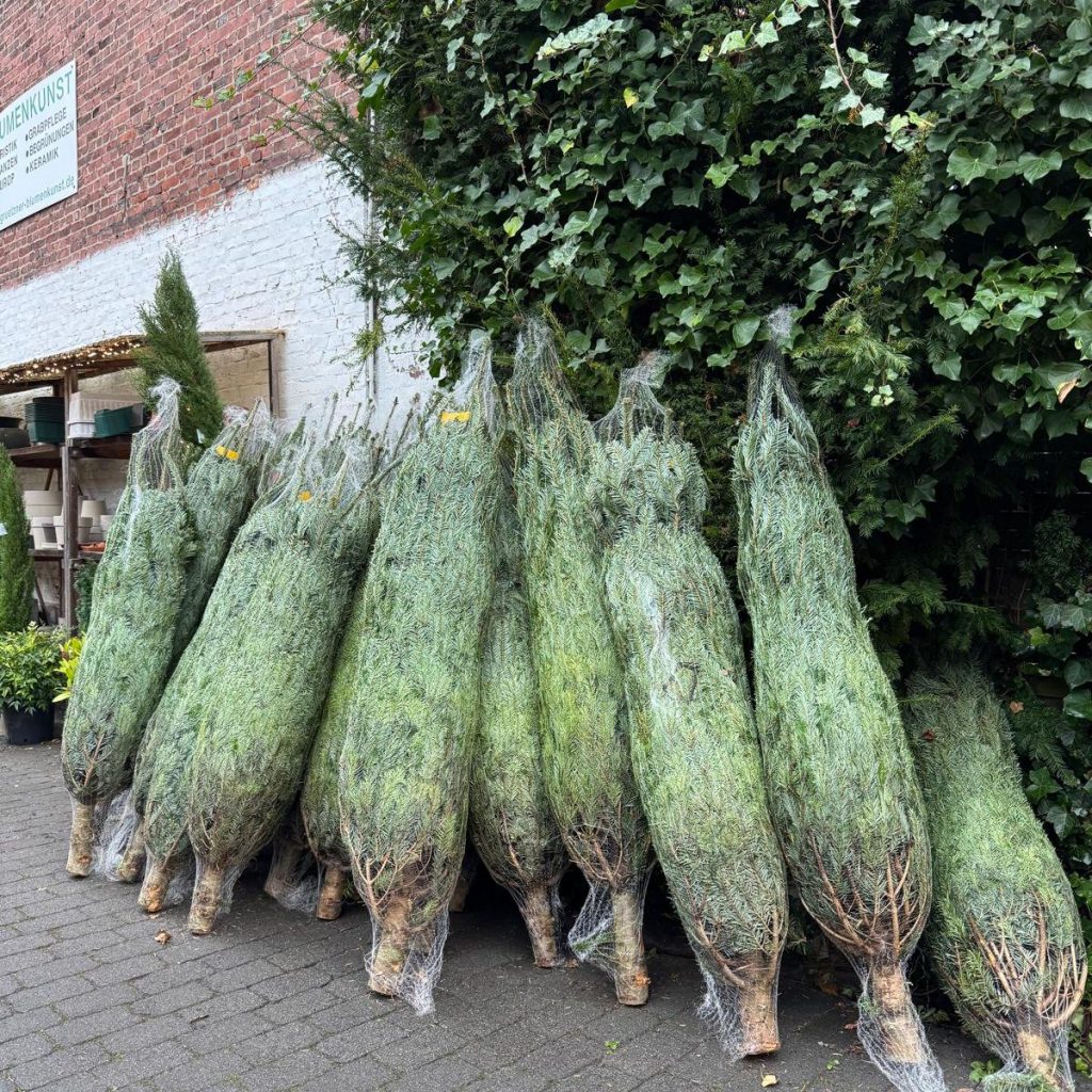 Grützner Nordmann-Tannen