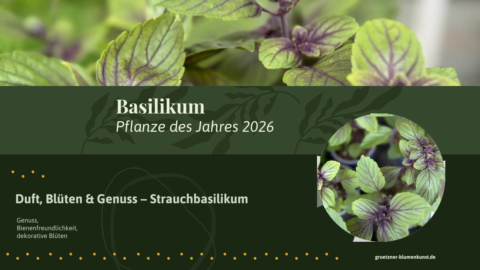 Grützner Basilikum Pflanze 2026