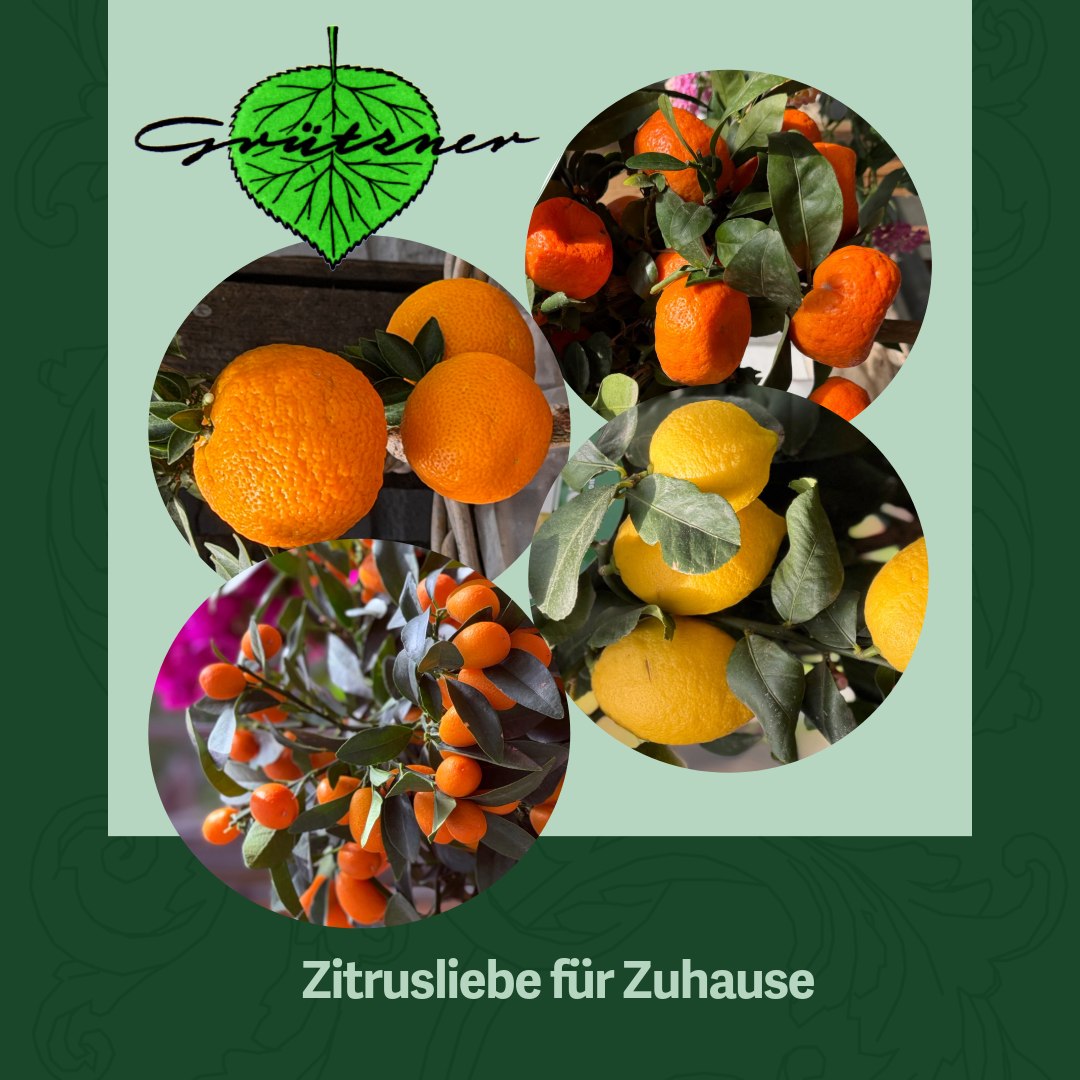 Grützner Posting Zitrusfrüchte