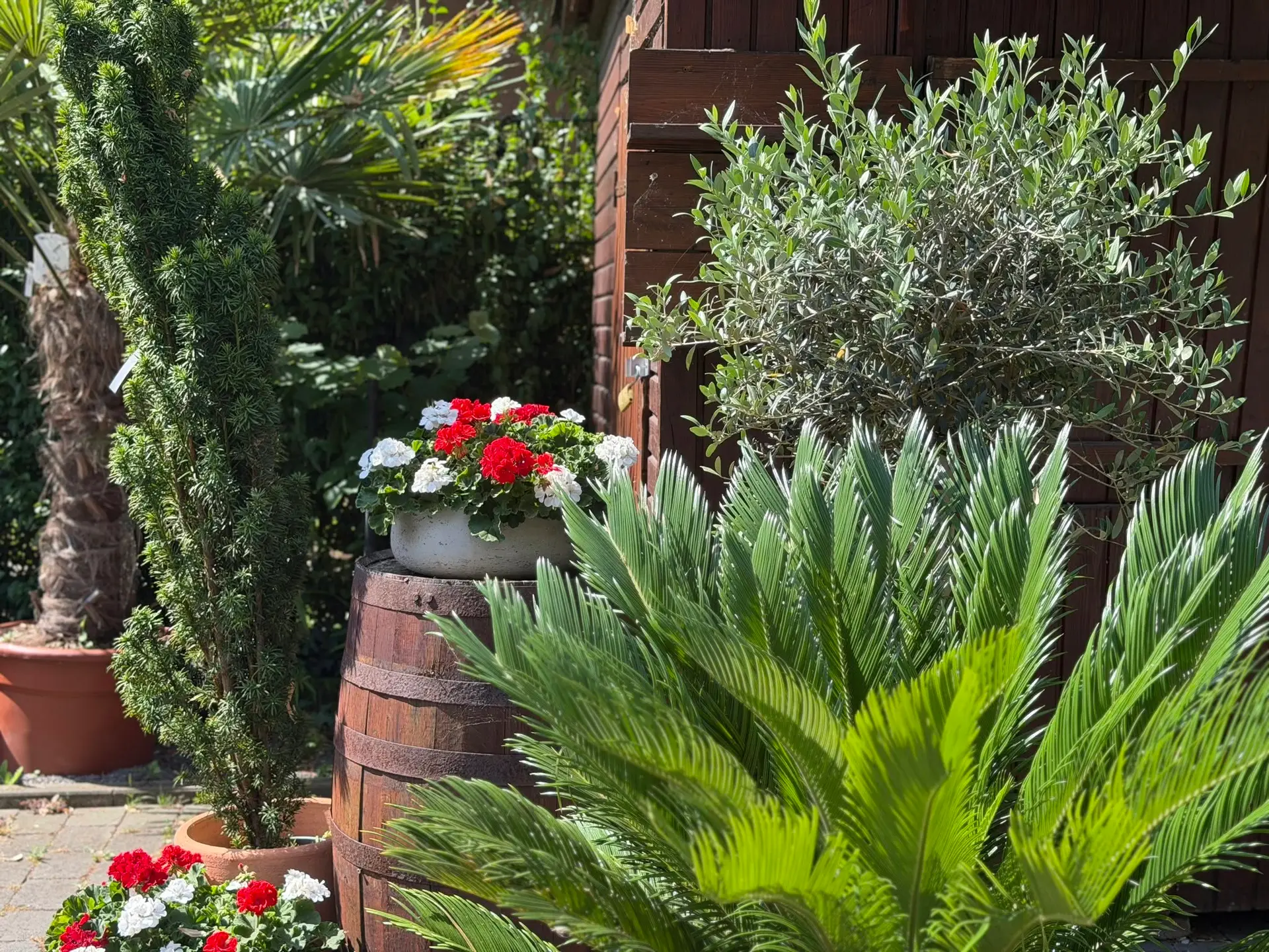 Garten mit Holzfass, roten und weißen Geranien, Palmen und Olivenbaum
