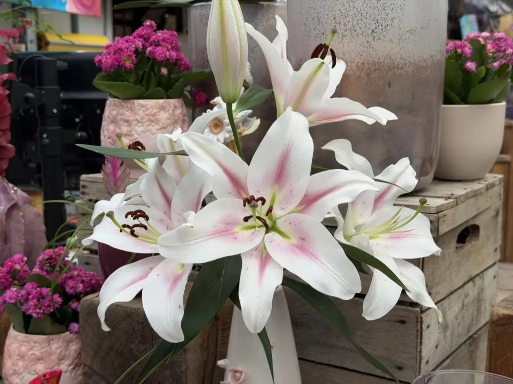 Weiße Lilien mit rosa Streifen in weißer Vase