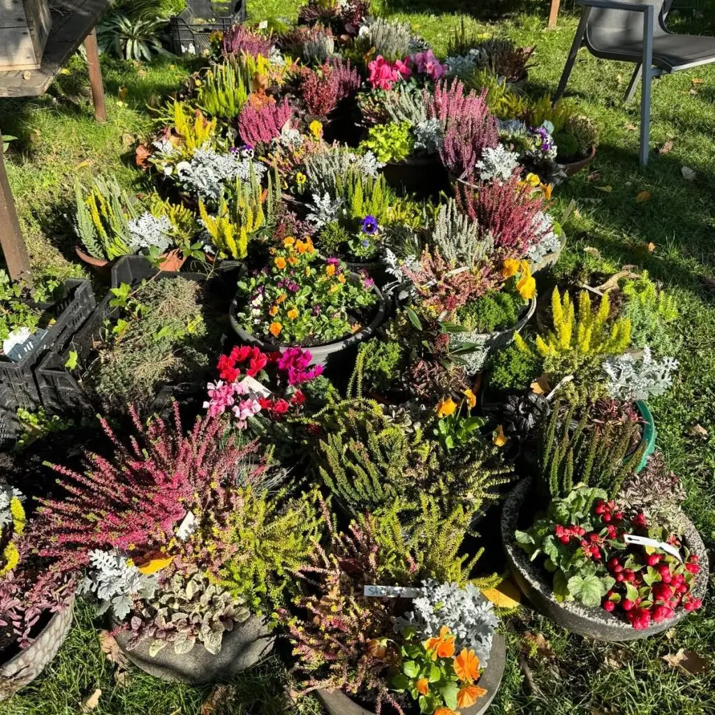 Herbstliche Grabschalen mit Heide bepflanzt