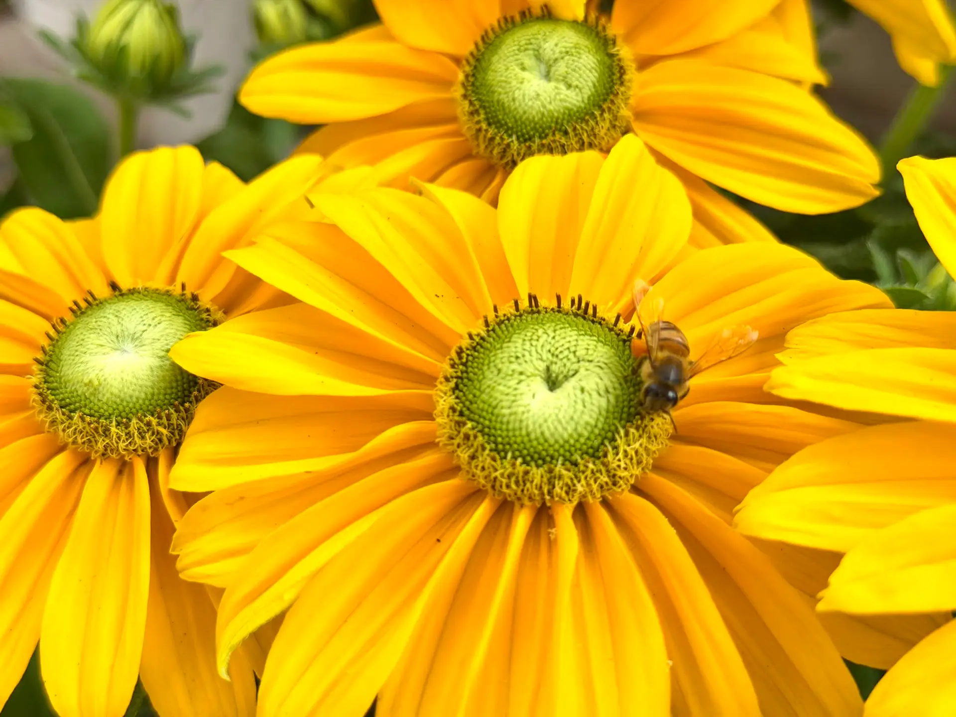 Sommerhut mit Biene