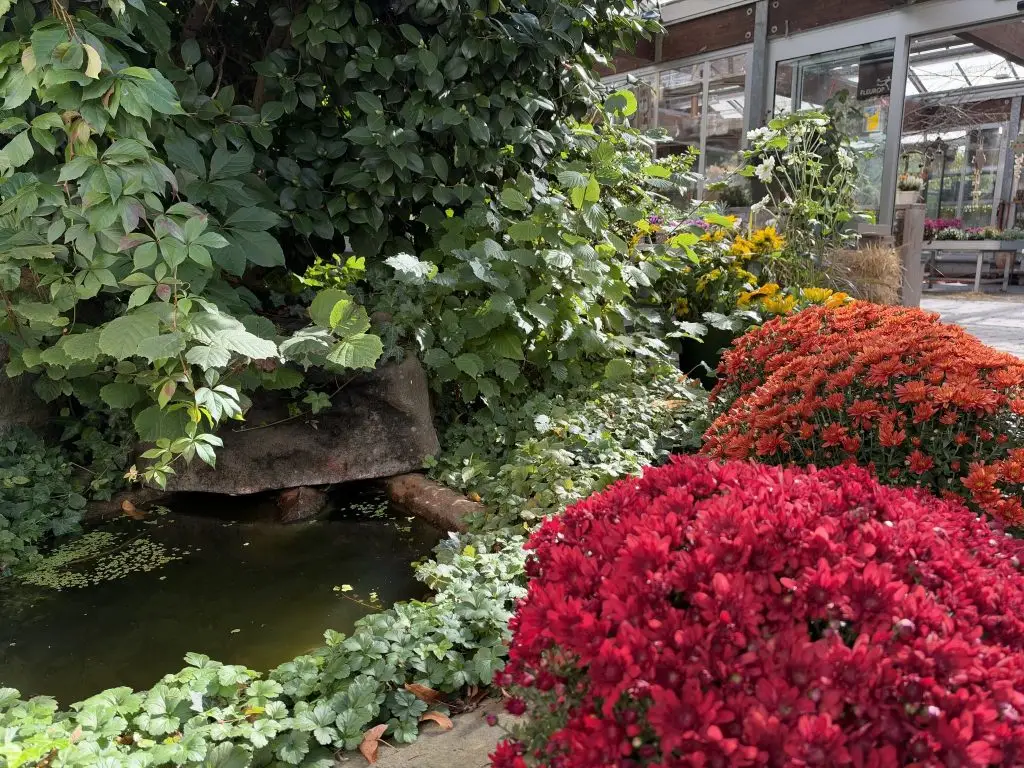 Kleiner Teich mit roten und orangefarbenen Chrysanthemen